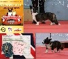  - Exposition canine Le Mans