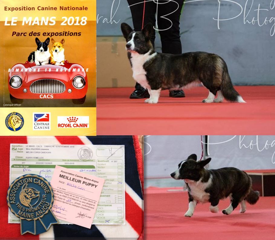 de L'avenue Des Artistes - Exposition canine Le Mans